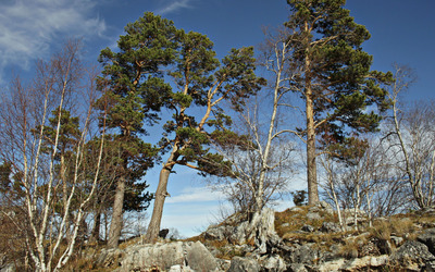 Trees growing on top of the rocky hills wallpaper