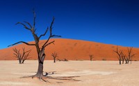 Trees in the desert [2] wallpaper 2560x1600 jpg