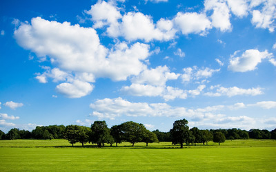 Trees on the green field wallpaper