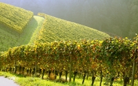 Vineyard on the hill wallpaper 1920x1200 jpg