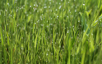 Wet grass wallpaper 2880x1800 jpg