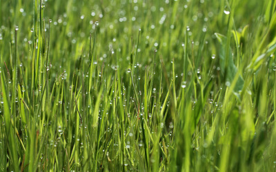 Wet grass Wallpaper