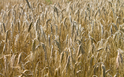 Wheat [4] wallpaper