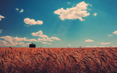 Wheat field [3] wallpaper