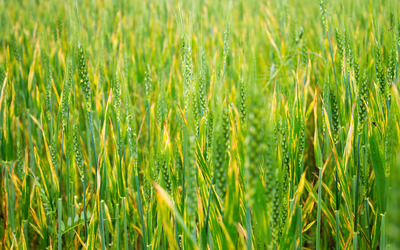 Wheat field [5] wallpaper