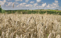 Wheat field [9] wallpaper 2880x1800 jpg