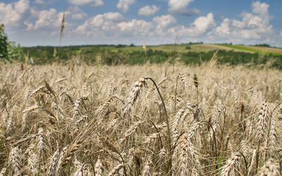 Wheat field [9] Wallpaper