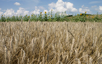 Wheat field [10] wallpaper 2880x1800 jpg