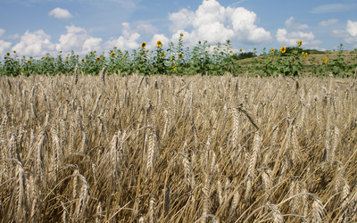 Wheat field [10] wallpaper