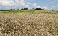 Wheat field [11] wallpaper 2880x1800 jpg