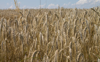 Wheat field [13] wallpaper 2880x1800 jpg