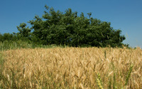 Wheat field [8] wallpaper 3840x2160 jpg