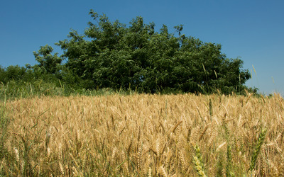 Wheat field [8] Wallpaper