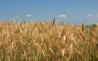 Wheat field [12] wallpaper 2880x1800 jpg