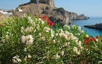 White and red blossoms on the Greece shore wallpaper 1920x1080 jpg
