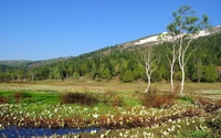White flowers on the field by the green forest wallpaper 2560x1600 jpg