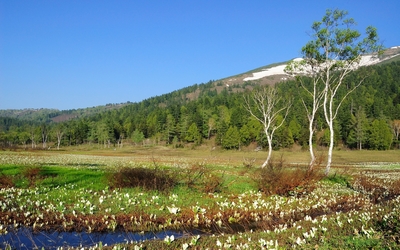 White flowers on the field by the green forest wallpaper