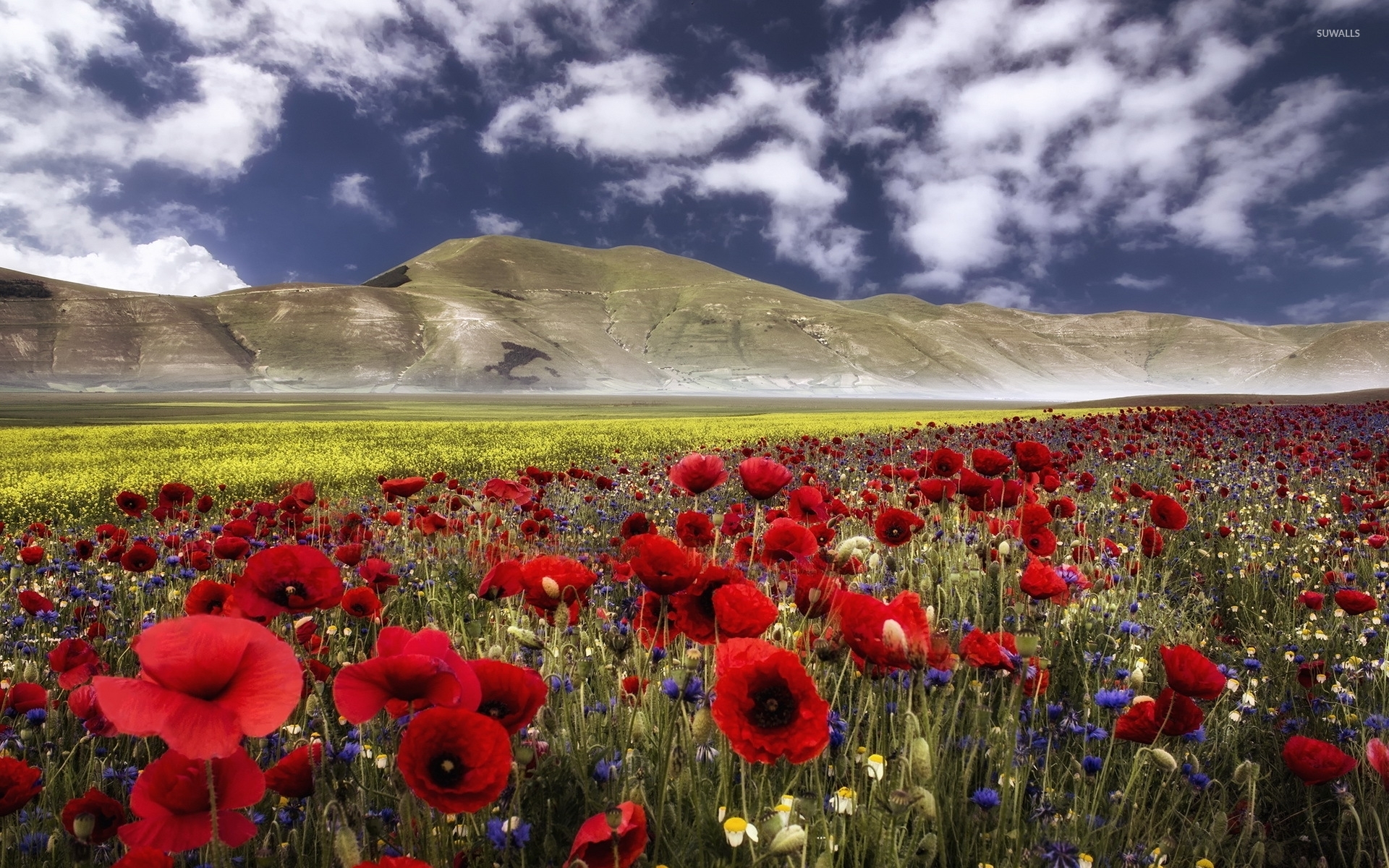Wild flowers mixed in the field by the hill wallpaper - Nature wallpapers -  #54194