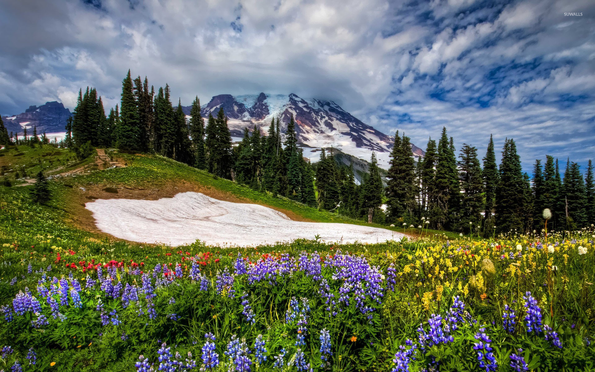 Wildflowers in the meadow wallpaper - Nature wallpapers - #19570
