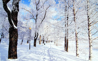 Winter in the park wallpaper 1920x1080 jpg