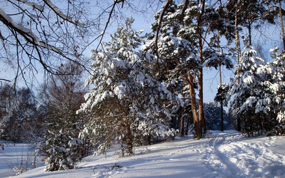 Winter trees wallpaper