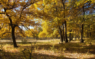 Yellow autumn forest wallpaper