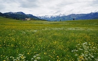 Yellow flowers on the green mountain field wallpaper 2560x1600 jpg