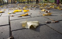 Yellow leaves on the alley wallpaper 3840x2160 jpg