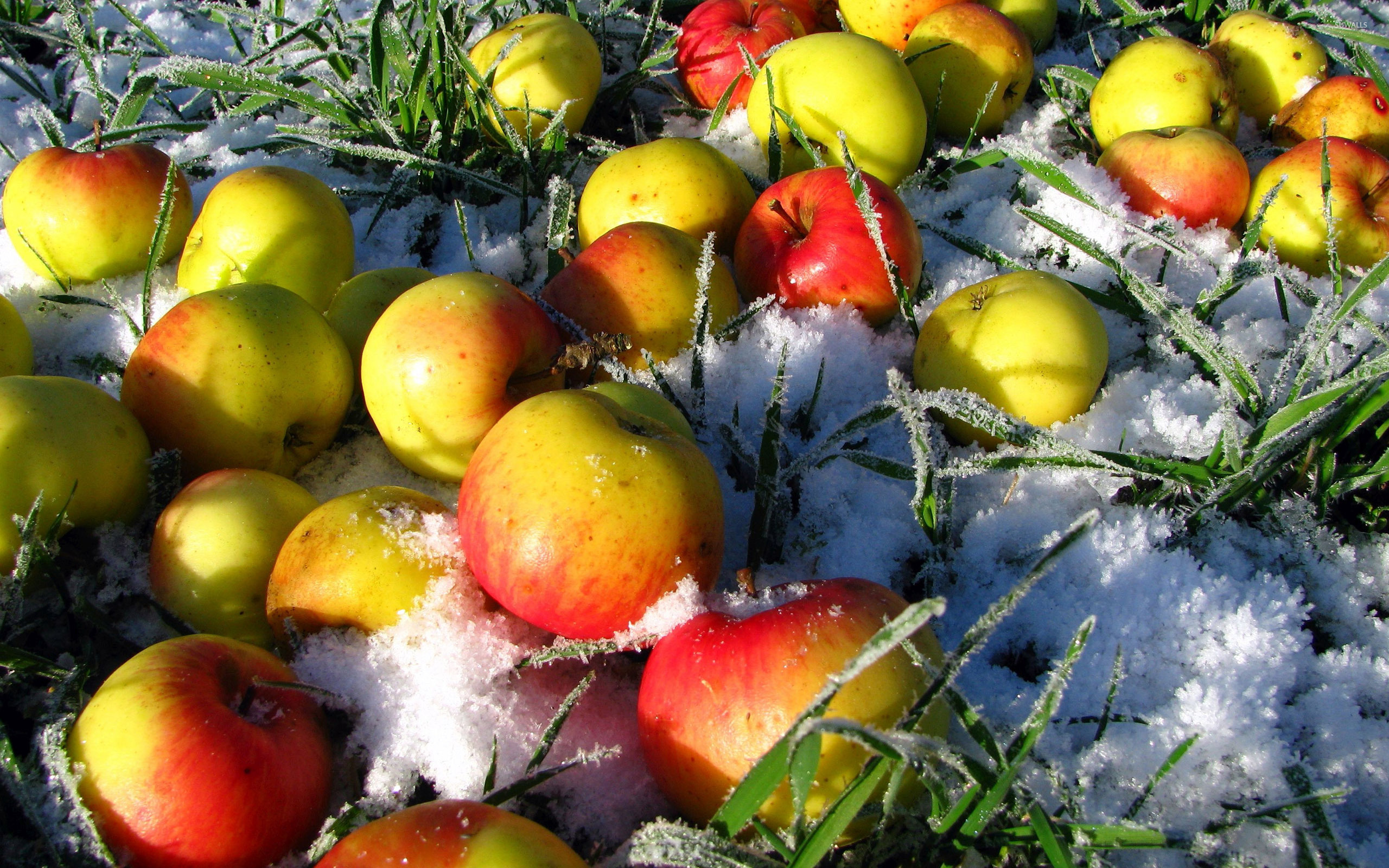 Фрукты ноябрь. Зимние яблоки. Яблоки на снегу. Зимняя яблоня. Яблоки в инее.