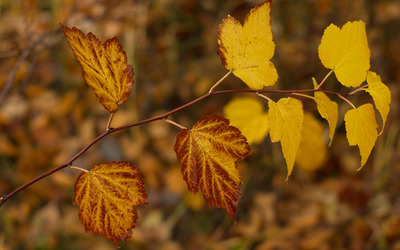 Autumn branch wallpaper