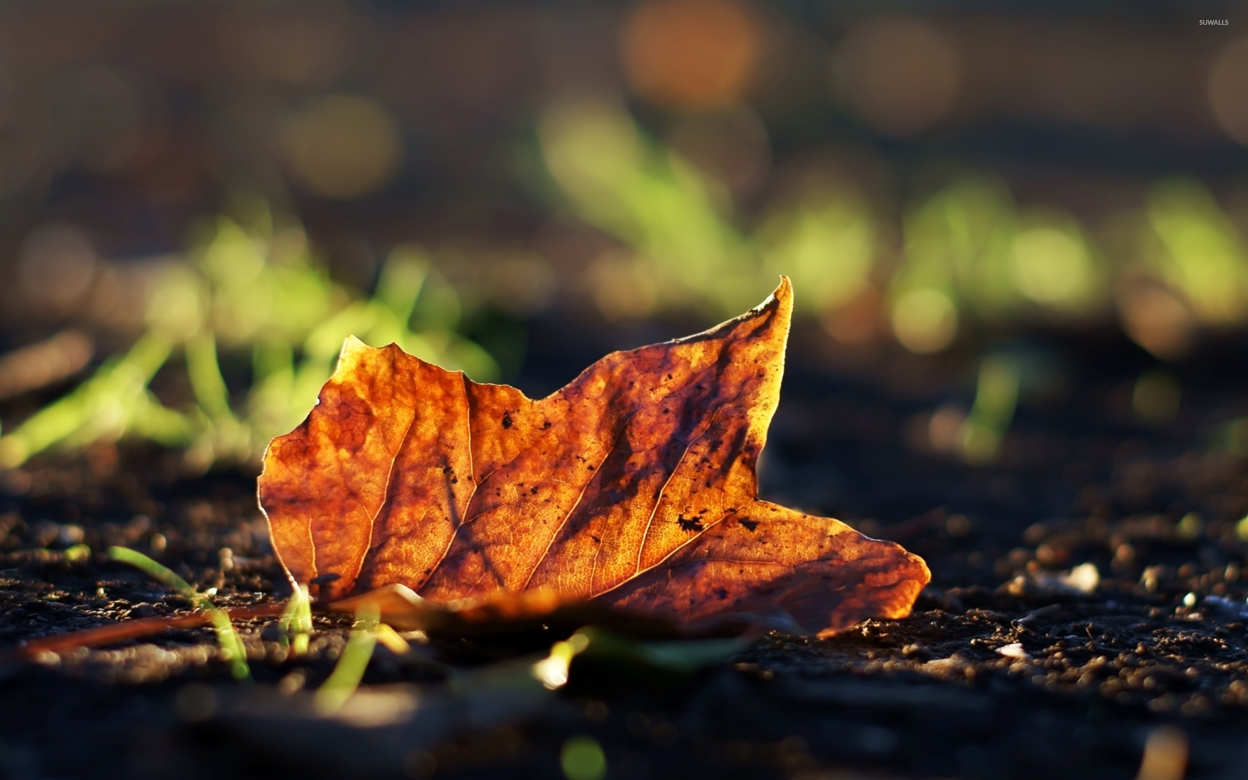 Autumn leaf on the ground wallpaper - Photography wallpapers - #34018