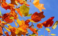 Autumn leaves [16] wallpaper 2560x1600 jpg