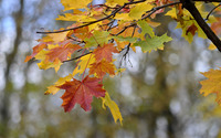 Autumn leaves [19] wallpaper 3840x2160 jpg