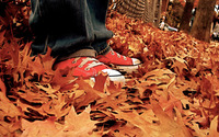 Autumn leaves [25] wallpaper 1920x1200 jpg
