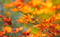 Autumn leaves on a branch wallpaper 1920x1080 jpg