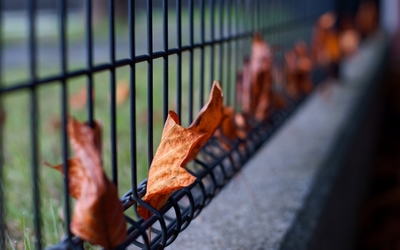 Autumn leaves stuck in the fence Wallpaper
