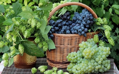 Black grapes in a straw basket wallpaper