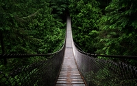 Bridge lost in the green forest wallpaper 2560x1600 jpg
