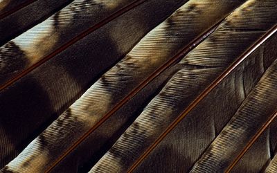 Brown feathers close-up wallpaper