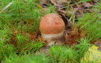 Brown mushroom wallpaper 2560x1600 jpg
