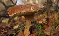Brown mushroom [2] wallpaper 2880x1800 jpg