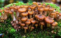 Brown mushrooms wallpaper 3840x2160 jpg