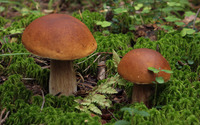 Brown mushrooms [2] wallpaper 3840x2160 jpg