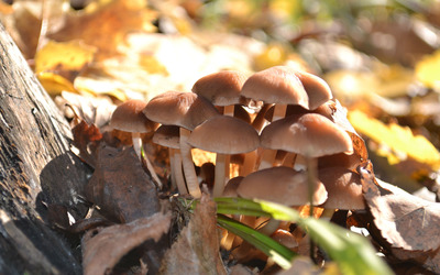Brown mushrooms [3] wallpaper