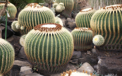 Cactuses wallpaper