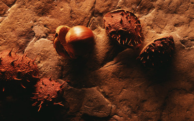 Chestnut wallpaper