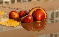 Chestnut reflecting in the water wallpaper 1920x1200 jpg