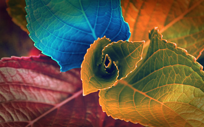 Colorful leaves Wallpaper