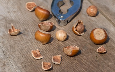 Cracked hazelnuts on the table Wallpaper