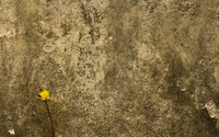 Dandelion in front of a wall wallpaper 1920x1200 jpg